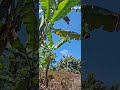 Syukur #ketahananpangan#pisang#berkebun#savetheearth#berkah#asn#pns#fyp#banana#bananatrees#prayer