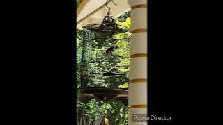 spek bunyi murai batu di teras rumah gacor