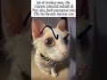 #cat #memes #funny