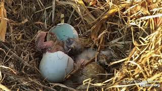 Decorah Eagles  -  Welcome DH2 - watch it hatch!  \/ explore.org 4\/6\/23