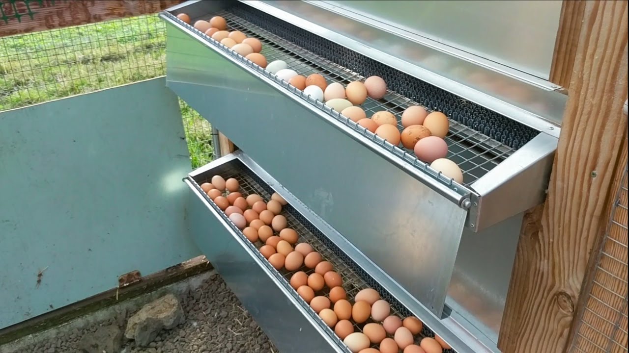 Chicken Coop Inside A Greenhouse Best Nest Box In Hawaii