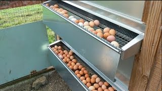 Chicken Coop inside a Greenhouse  Best Nest Box in Hawaii!