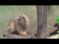 Budapest Zoo: Manul. 4K HDR10+20240406