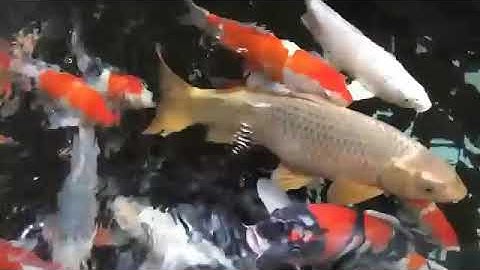 Thi công hồ cá KOI tại Quảng Ngãi