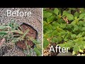 Dying balsam? Watch this before it’s gone!