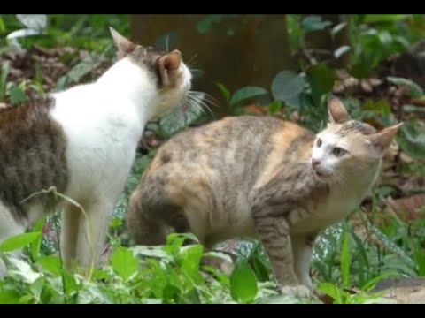  Angry  and scared cats  talking to each  other  sounds 