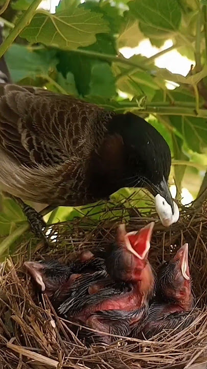 Bulbul bird morning concerts (part 5) #shorts #shortsvideo #shortsfeed #ytshorts #short