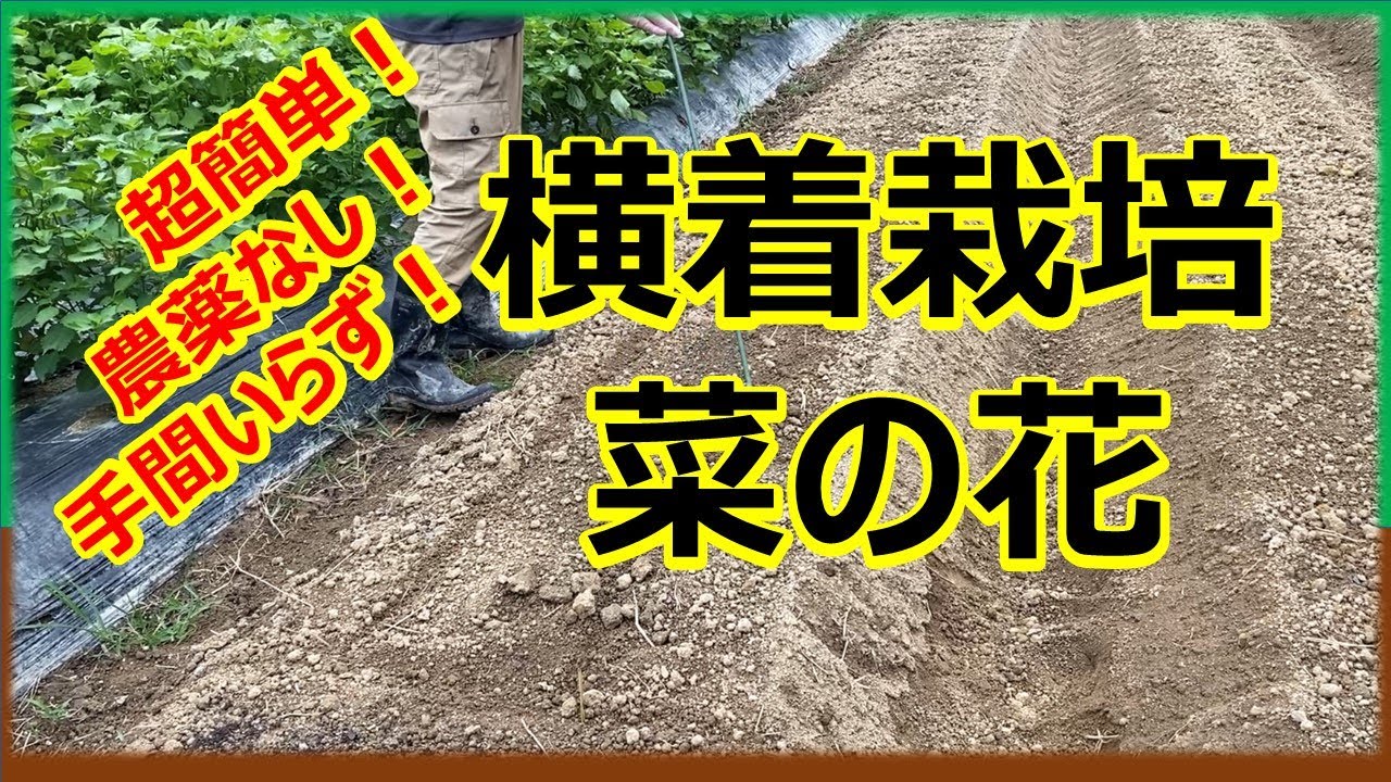 週末菜園・半農半X向き　超簡単なのにたくさん採れる野菜　菜の花の種まき