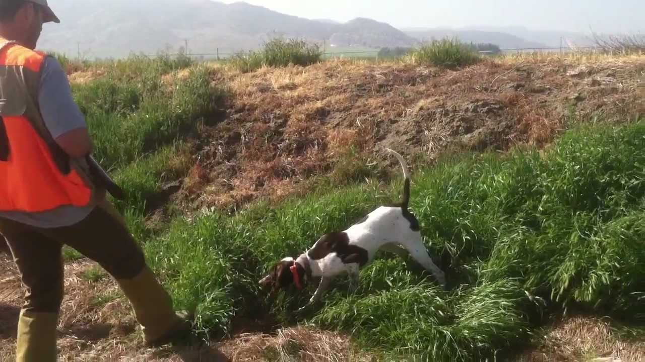 California Quail Hunt 