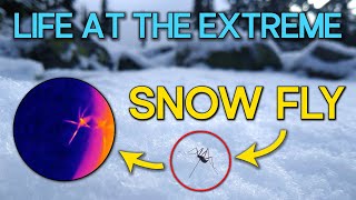 The Snow Fly Amputates Its Own Leg To Avoid Freezing | Ft. John Tuthill