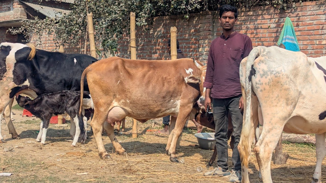 সাঈদ ভাই এর বাচ্চা ছাড়া রানিং ৭ লিটার দুধের গাভী ও প্রেগনেন্ট সাথে পাবেন বাচ্চা রানিং দুধের গাভী।। 