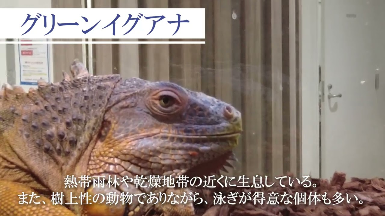 グリーンイグアナ　【Gther Animals紹介動画】