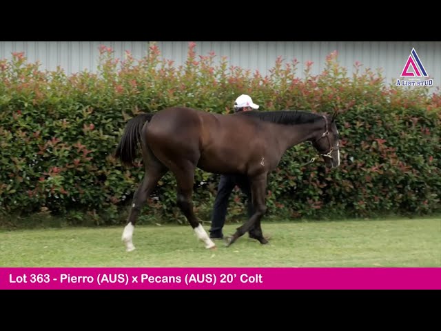 Lot 363 - Pierro (AUS) x Pecans (AUS) 20’ Colt by 2022 Gold Coast Yearling Sale by Magic Millions