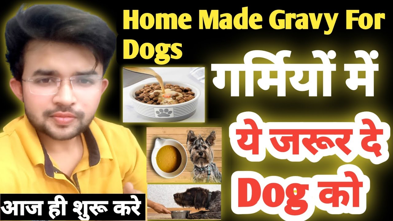 गर्मियों में ये जरूर दे 👉 Dog को || Home Made Gravy For Dogs || डॉग को  Dehydration से बचाए || Summer - Youtube