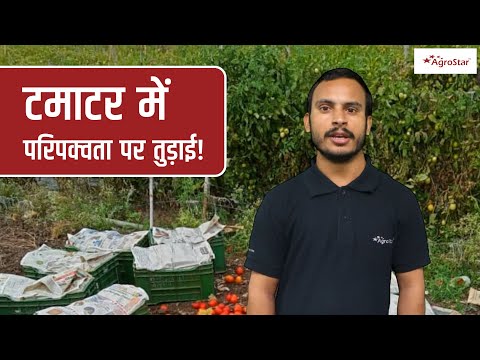 टमाटर में परिपक्वता के लक्षण और तुड़ाई की अवस्था!  - टमाटर में परिपक्वता के लक्षण और तुड़ाई की अवस्था! 