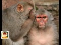 لماذا لا يتكلم القرد مثل الانسان (لغز حير العلماء)..!؟