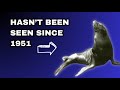 Japanese Sea Lion - Recently Extinct Animals