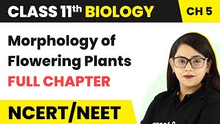 Morphology of Flowering Plants - Full Chapter Explanation | Class 11 Biology Chapter 5 | NCERT/NEET screenshot 4