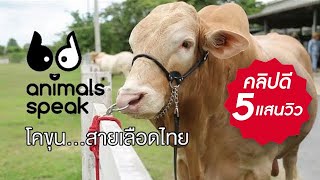 Animals Speak [by Mahidol] โคขุน...สายเลือดไทย