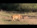 lioness hunting the wildebeest calf playing it video