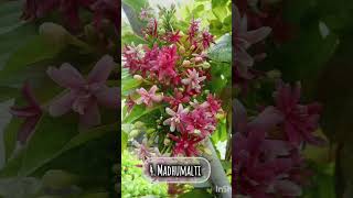 summer flowering plants that grow easily in indian climate #plants #flowers #india #plantlover