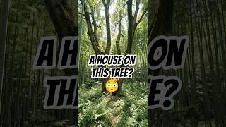 A House on This Tree? 😳 #treehouse #bamboohouse #timelapse #building #construction