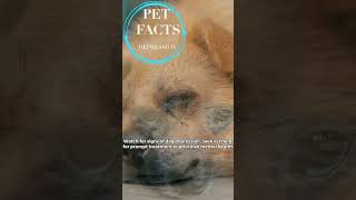 Pet Facts - Depression in Dogs #pet #cute #dog #puppy #depressioncankil Resimi