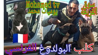 كلب البولدوغ فرنسي/ اثمنة الكلاب سوق القريعة الدار البيضاء 🐕🐕‍🦺