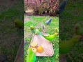 Squirrels 💜Grey jaysh❤️Piegons Parrots💚#shorts #shortsfeed #youtubeshorts #birds #nature #funny
