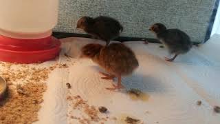 Eating and Pooping (5 Days Old)