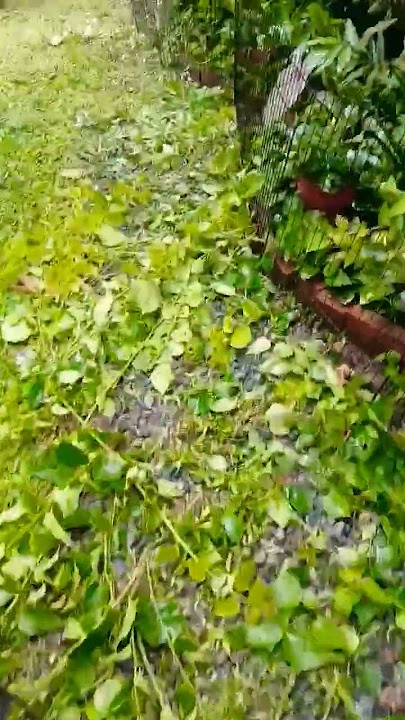 nung diko pa natrim parang gubat ngayong ganito na sya ka ganda #viral #asmr #shortvideo