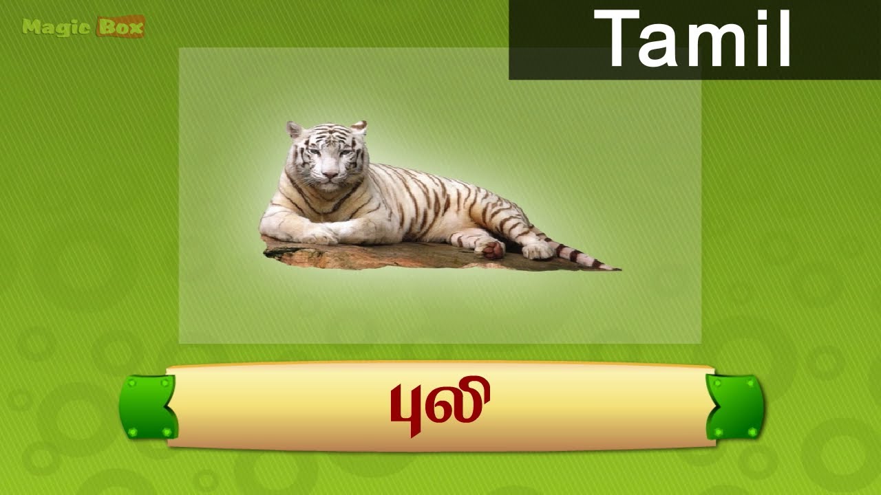 Tiger Animals In Tamil Pre School Animated Educational