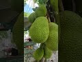 Cây mít siêu khủng gần trăm trái dưới gốc cây mọc vỉa hè Sài Gòn