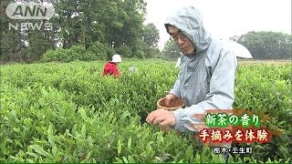 新茶の季節を迎え　茶葉を手で摘み、揉みほぐす体験(15/05/16)