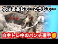 【パンチ選手】わちゃわちゃ小猿運動会!パンチ選手も参加するけど自主トレ多め。市川市動植物園 「パンチくん」Punch the monkey