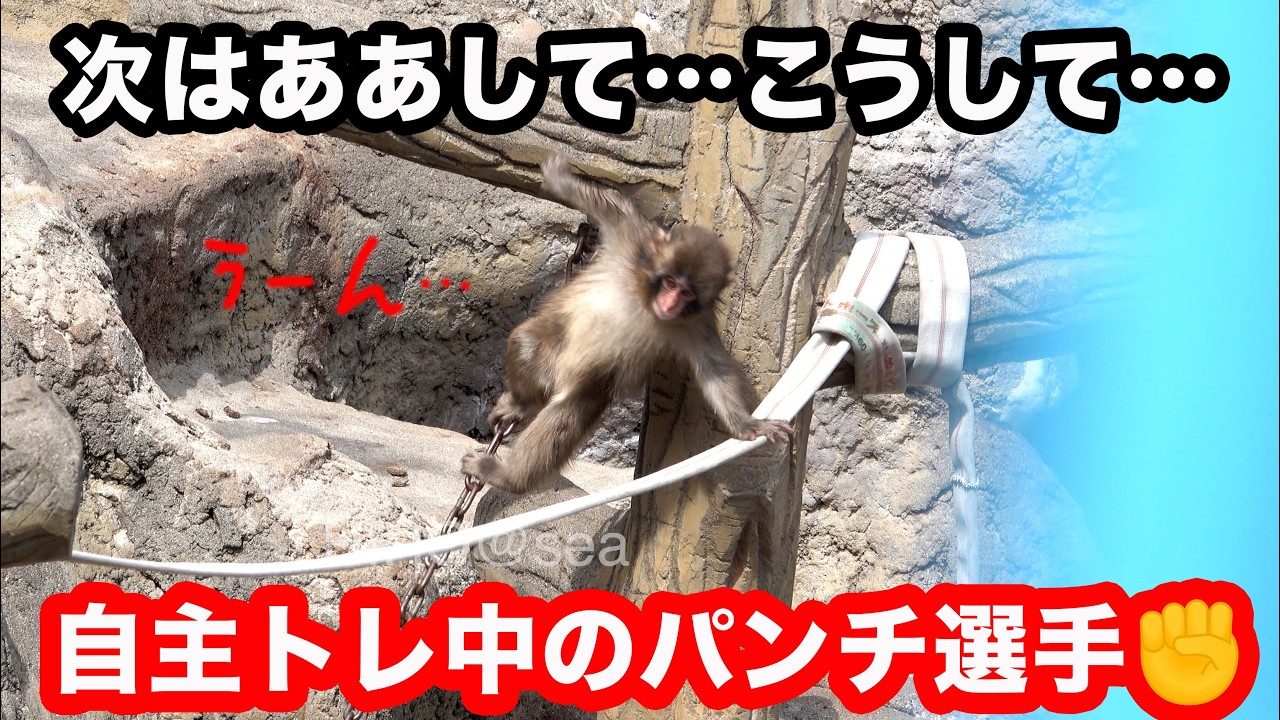 【パンチ選手】わちゃわちゃ小猿運動会!パンチ選手も参加するけど自主トレ多め。市川市動植物園 「パンチくん」Punch the monkey