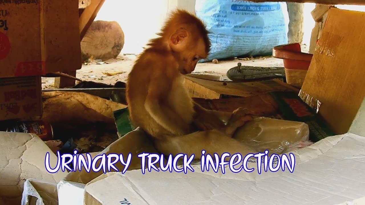 Poor orphan baby monkey Axel maybe got urinary truck infection cuz Axel still do  like this