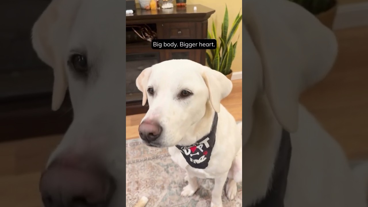 Please share to help Frankie find his forever home!