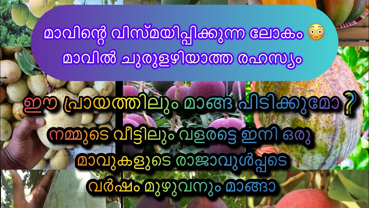 അബിയ ഗാർഡനിൽ മാവുകളുടെ ഒരു ഉഗ്രൻ കളക്ഷൻ  ഈ ഓഫർ ഇനി സ്വാപ്നങ്ങളിൽ മാത്രം