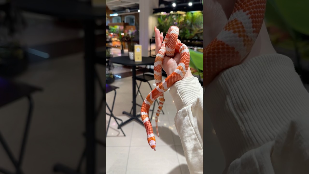 Какую змею посоветуете новичку? 🐍 #змея #рептилии #экзотика