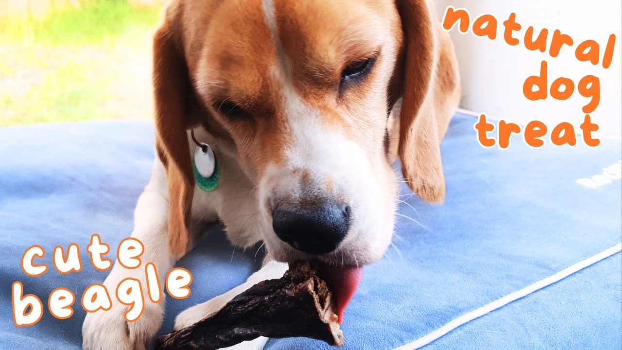 Cute Beagle Eats a Natural Dog Treat