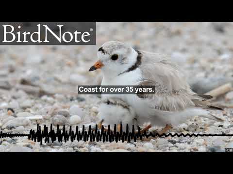The Plover and the Hurricane