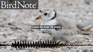 The Plover and the Hurricane