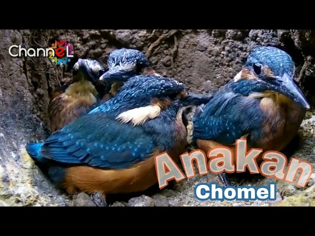 Sarang Raja Udang Atau Burung Tengkek Kaskus