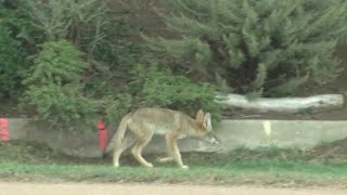 East Bay pet owners warned after report of deadly coyote attacks