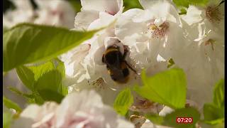 Bug Life - Bugs Matter Survey - time again and tips for gardeners & discussion (UK) 11/Apr/2026