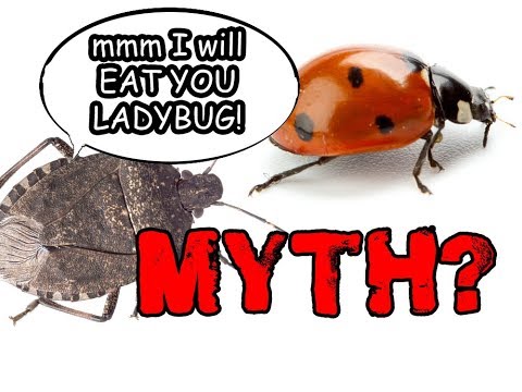 STINK BUGS EAT LADY BUGS! - Myth May 2019 - Ep.2
