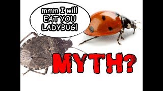 STINK BUGS EAT LADY BUGS! - Myth May 2019 - Ep.2