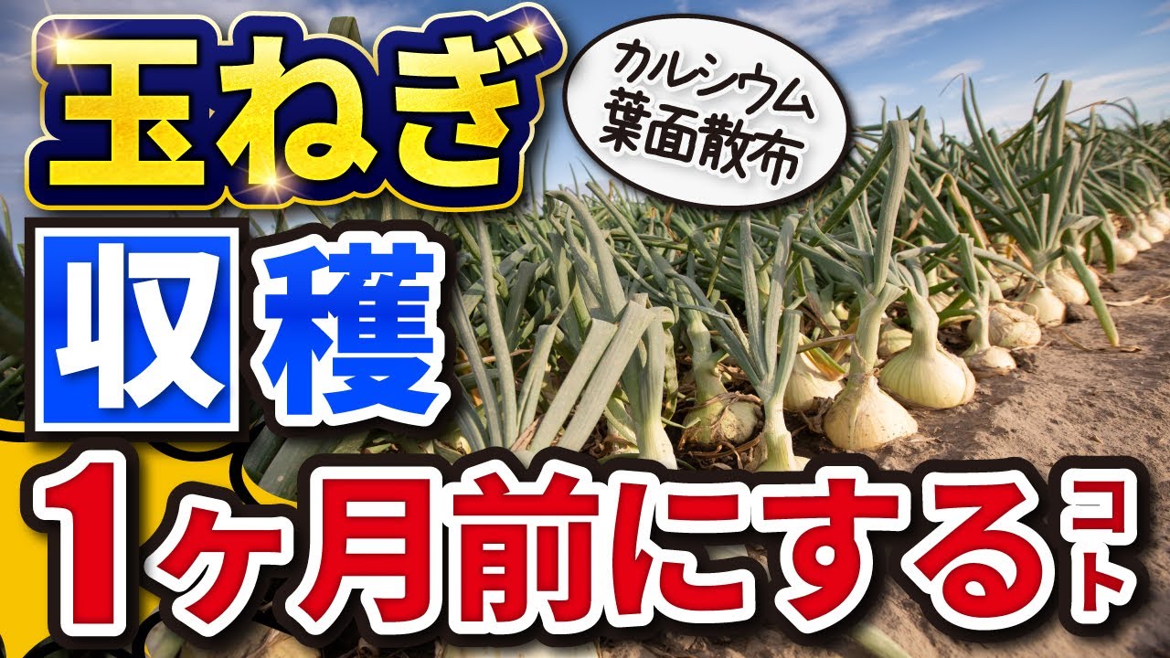 30. [Onion cultivation] Things to do one month before harvest
