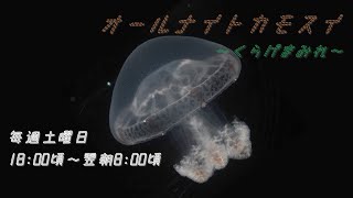 オールナイトカモスイ　～くらげまみれ～ #204　レッドクロスジェリー